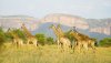 003140-13-giraffs.jpg