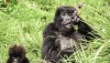 yinyo_gorillas_eating_thistles_-_alisa_bowen_-copy.jpg