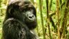 006174-25-gorilla_3_-_alisa_boewn-copy.jpg