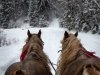 e-resort-even-offers-wintertime-horse-drawn-sleigh.jpg