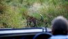 003024-12-Singita-Lebombo-Gamedrive1.jpg