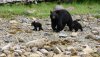 000360-07-wildlife-black-bear.jpg