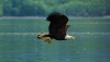 000360-08-wildlife-bald-eagle.jpg