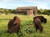 stay-on-a-real-working-ranch-on-the-kansas-prairie.jpg