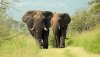 life-elephant-bulls-online-image-20121203-cs2_2390.jpg