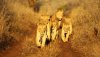 wildlife-lion-pride-online-image-20130721-cs3_4045.jpg