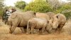 ife-rhino-encounter-online-image-20130720-cs3_3995.jpg