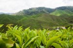 Young-leaves-at-Cameron-Valley-Bharat.jpg