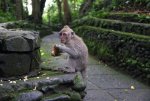 Monkey-Forest-in-Bali3.jpg