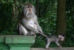 Monkey-Forest-in-Bali1.jpg