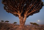 02-dragons-blood-tree-diksam-plateau-670.jpg