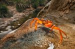 08-endemic-freshwater-crab-ipad-670.jpg