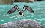 12-brown-booby-lands-670.jpg