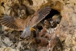 16-female-kestrel-brings-food-to-nestlings-670.jpg