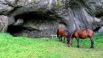 Bosnian-pony-300x169.jpg