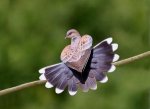 blue-tumbler-pigeon-of-Zenica2-300x217.jpe