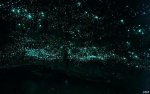 glowworm-caves-waitom-12.jpg