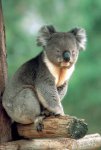 koala-australia.jpg